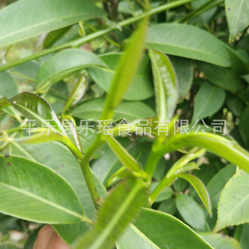 厂家供应广西特产石崖茶 - Image 4