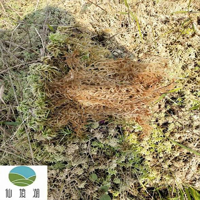 批发干藓苔水苔 - Image 3