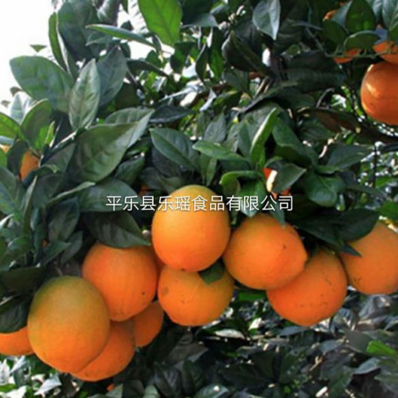 厂家供应橙子干橙子片香橙片 - Image 2