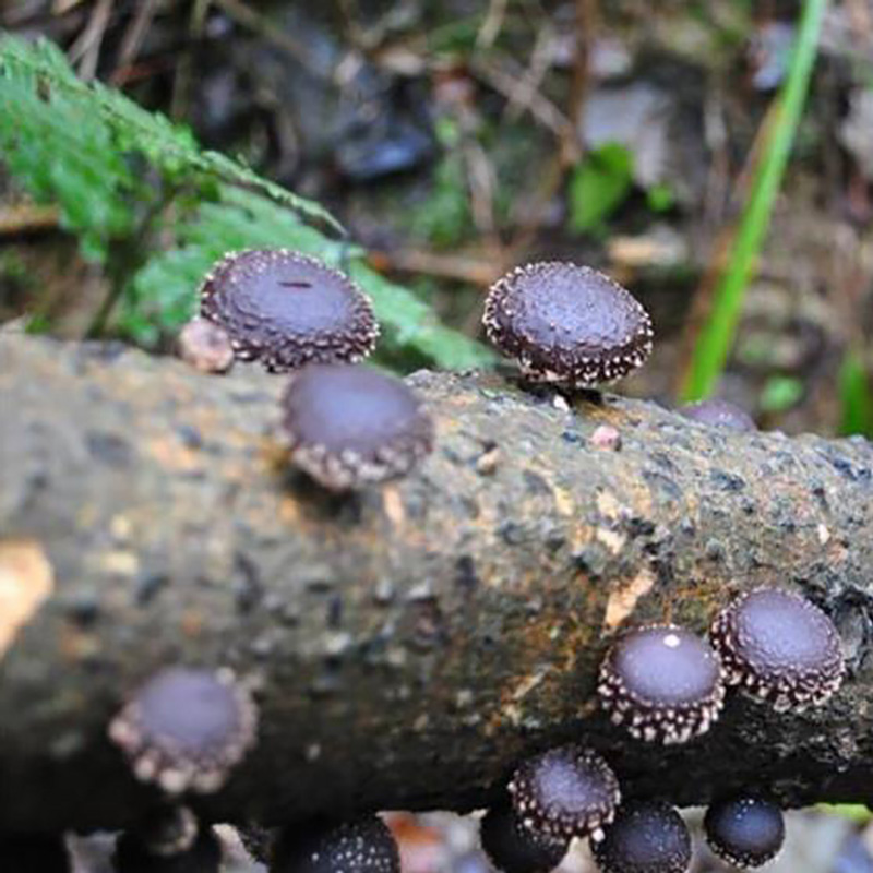 调味配料香菇粉批发厂家 - Image 2