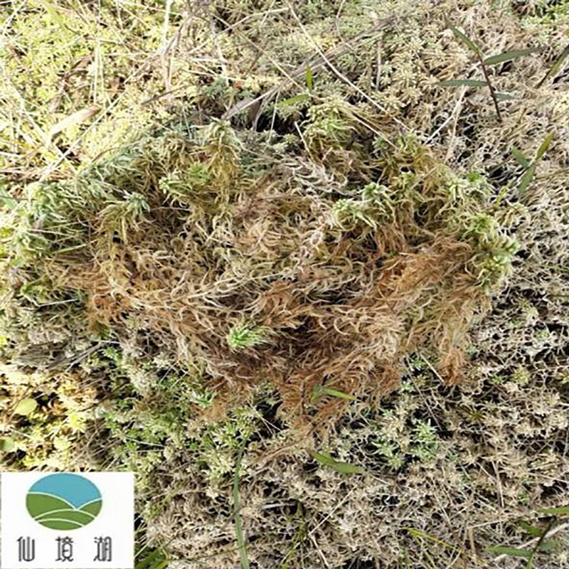 批发干藓苔水苔 - Image 4