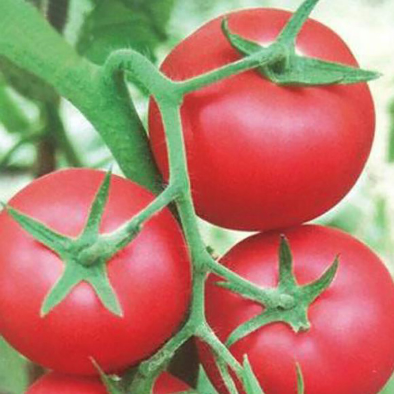 脱水烘培原料西红柿粉 - Image 2