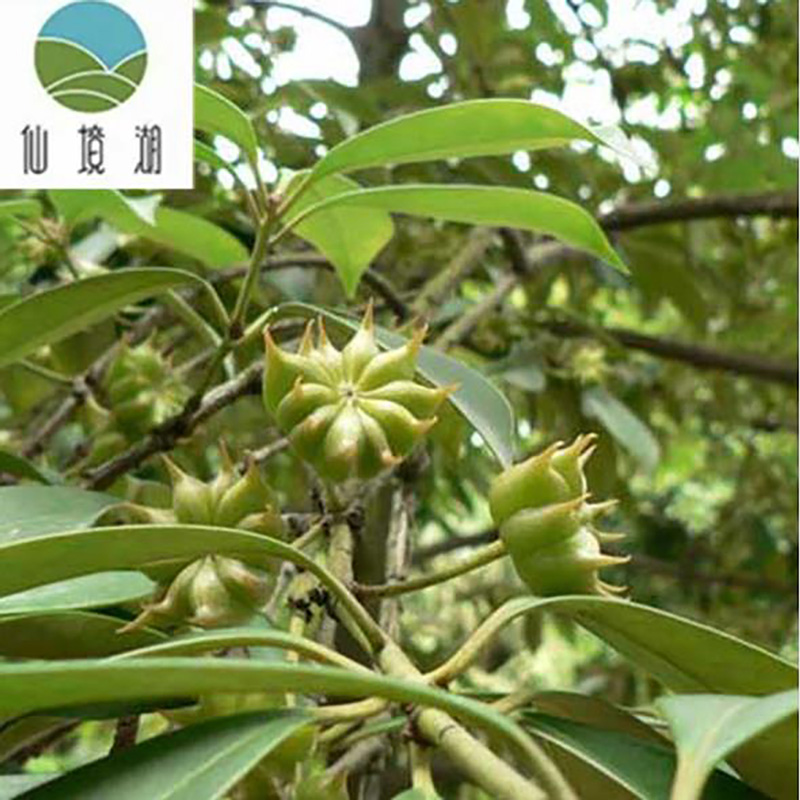 批发广西八角叶粉烧烤调味料 - Image 3