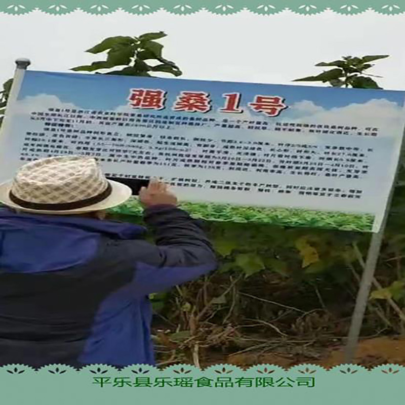 厂家供应广西桑叶粉 - Image 3