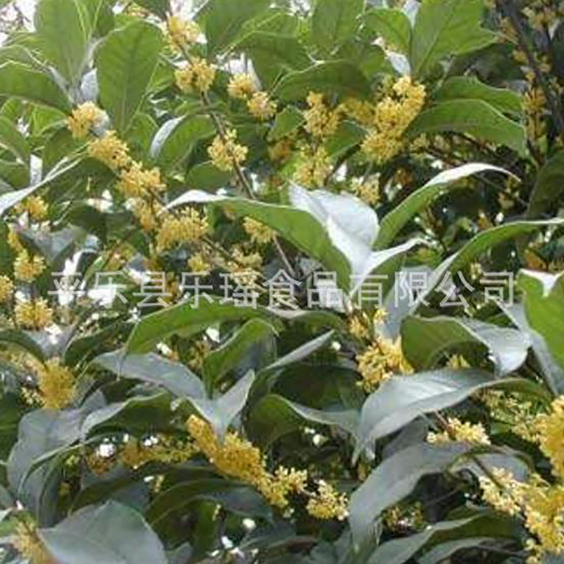 食用广西桂花粉成品散装 - Image 2