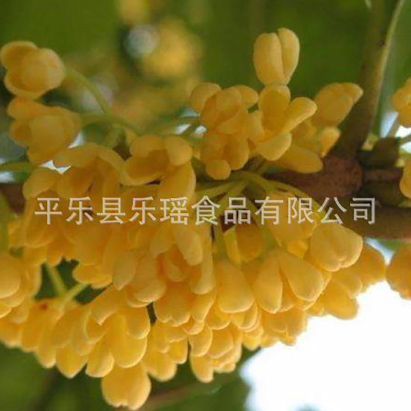 食用广西桂花粉成品散装 - Image 3