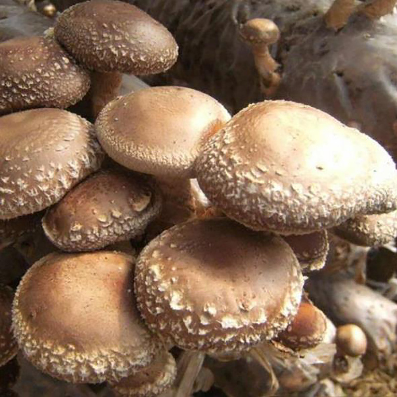 调味配料香菇粉批发厂家 - Image 3