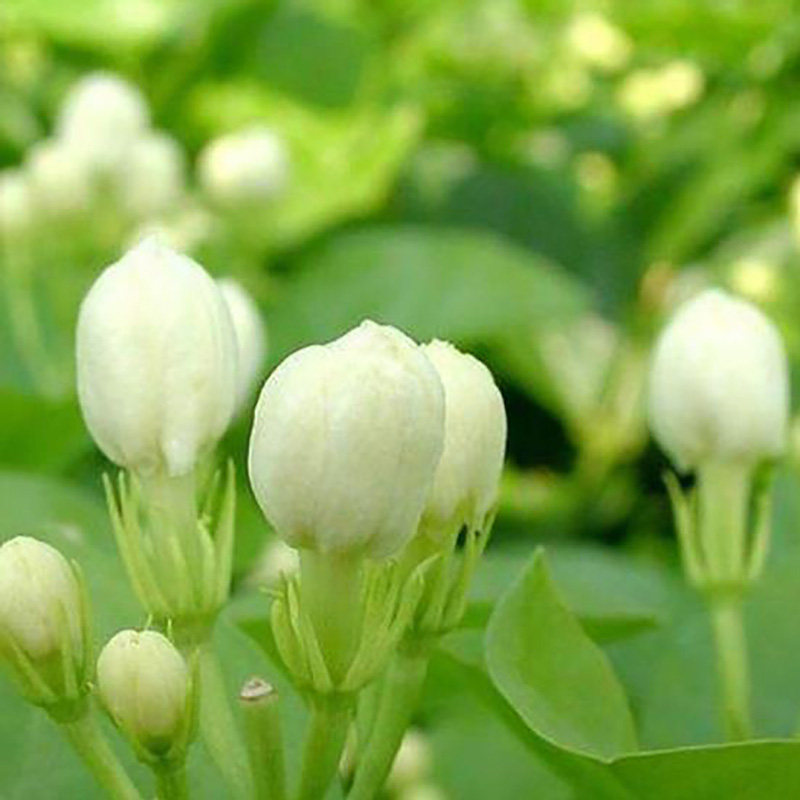 供应广西特产花果茶茉莉花粉 - Image 3