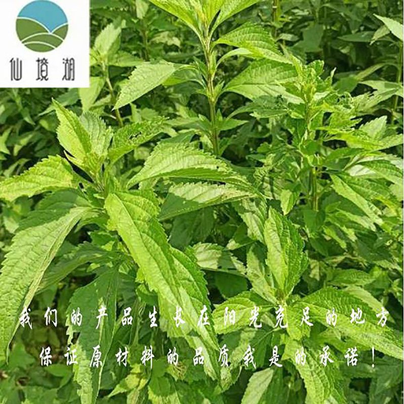 产地批发生产中药材批发溪黄草 - Image 3