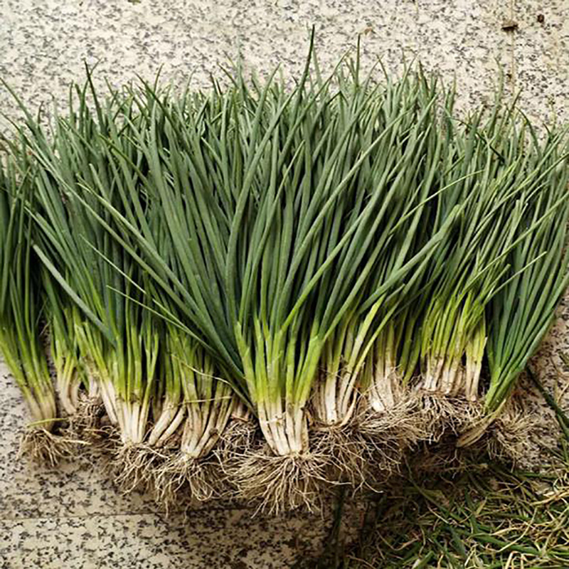 厂家食品原料香葱粉 - Image 3