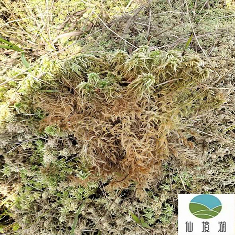 批发干藓苔水苔 - Image 2