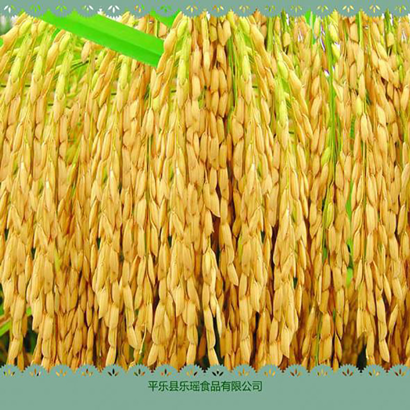 冲调饮品五谷杂粮代餐大米粉 - Image 2