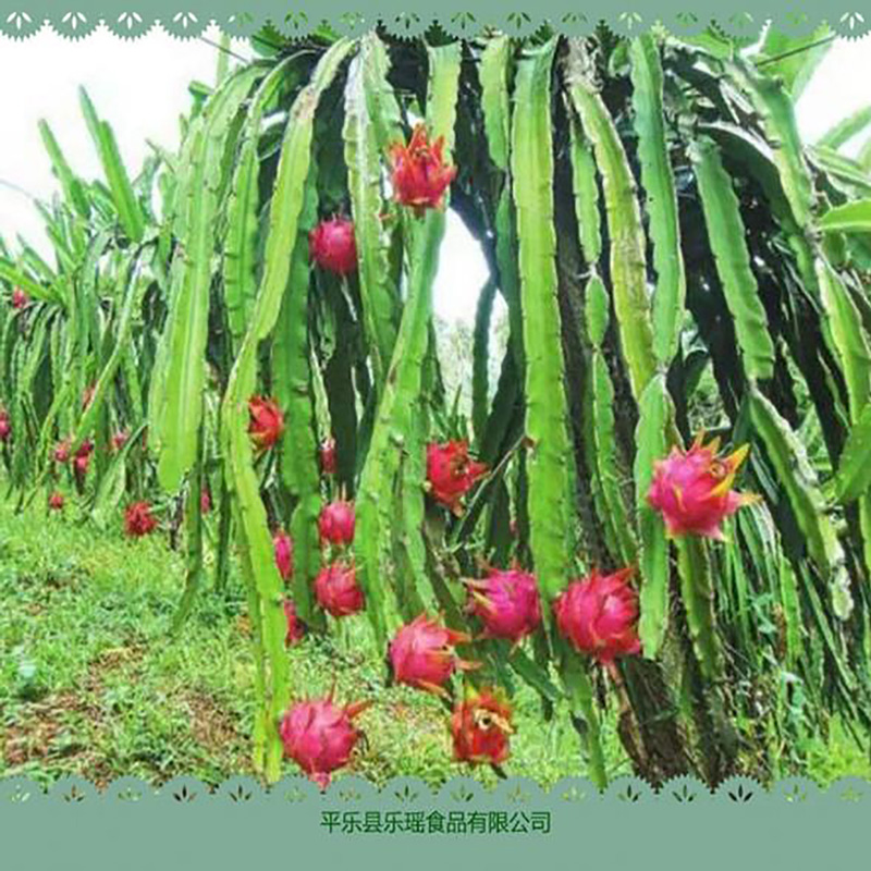 红心火龙果粉火龙果干片 - Image 3