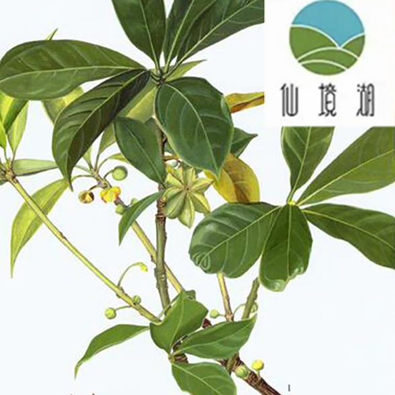 批发广西八角叶粉烧烤调味料 - Image 2