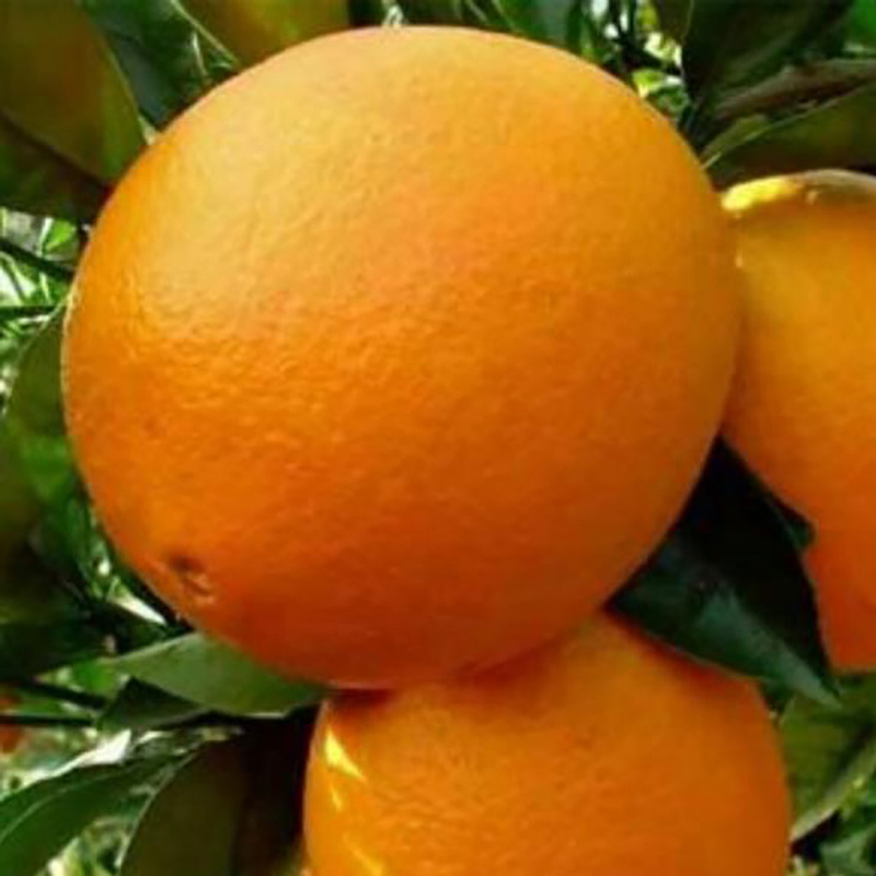 厂家供应橙子干橙子片香橙片 - Image 3