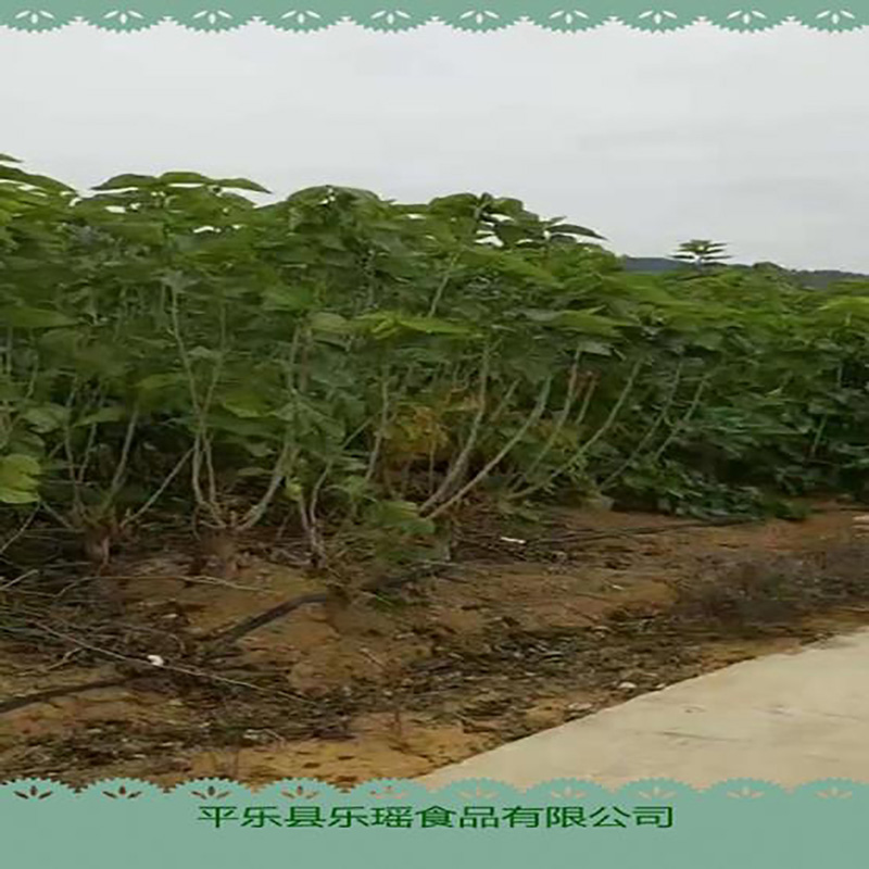 厂家供应广西桑叶粉 - Image 2