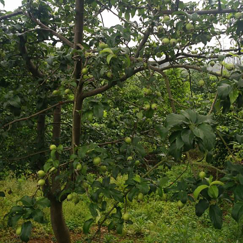 广西现货山楂粉 - Image 3