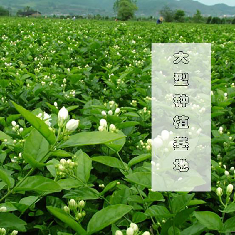 供应广西特产花果茶茉莉花粉 - Image 4
