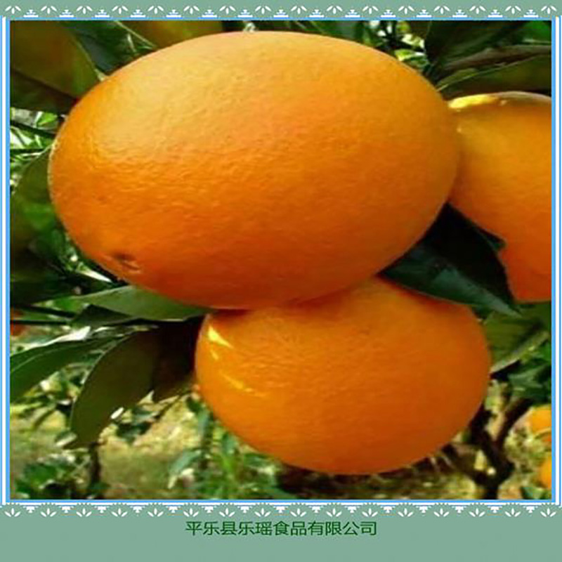 办公室零食橘子干片批发 - Image 2