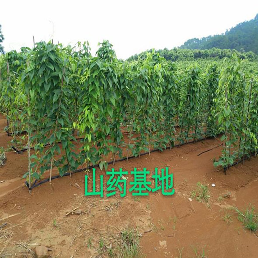 无硫淮山药片散装 - Image 3