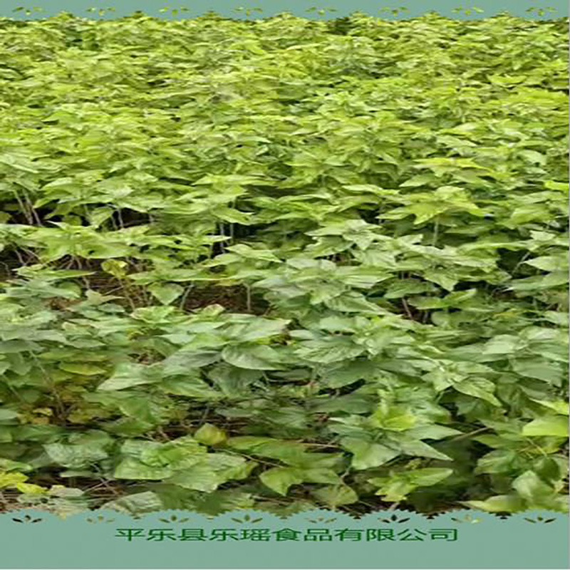 厂家供应广西桑叶粉 - Image 4