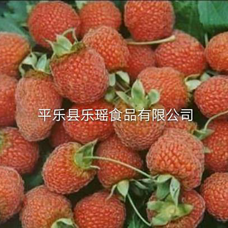 厂家供应无杂质覆盆子干 - Image 3