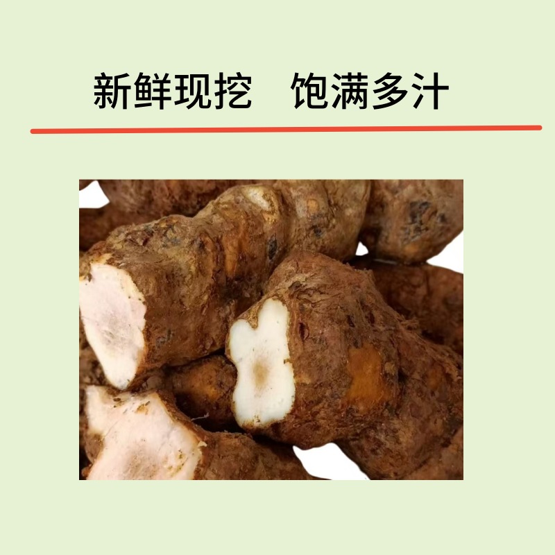 基地供应有机新鲜土茯苓 - Image 3